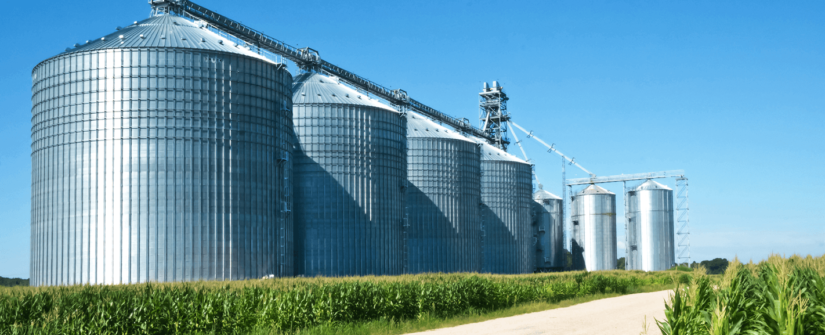 line of a grain bins in a beautiful green and rural area with a dirt road and corn in front