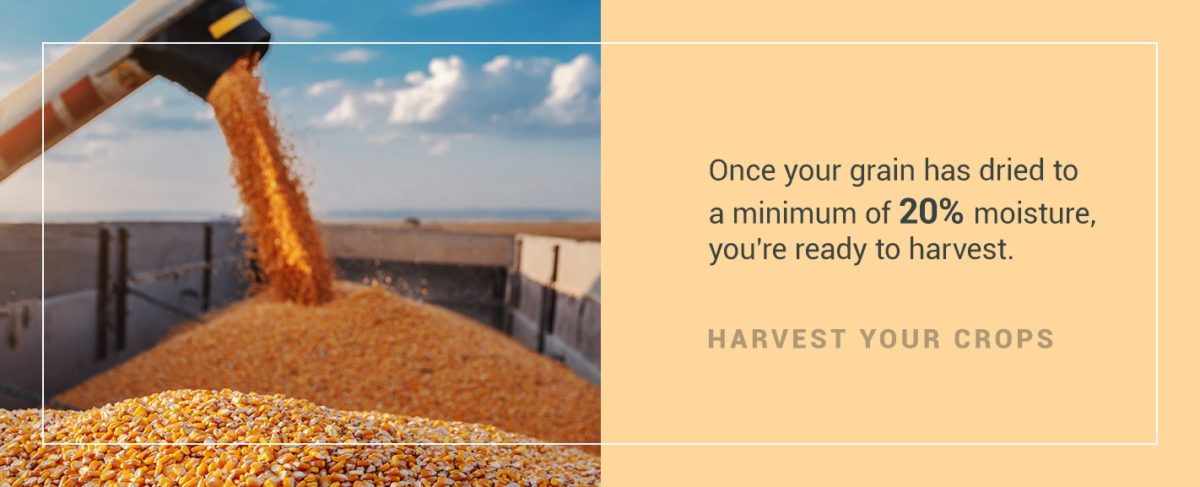 Harvest Your Crops
